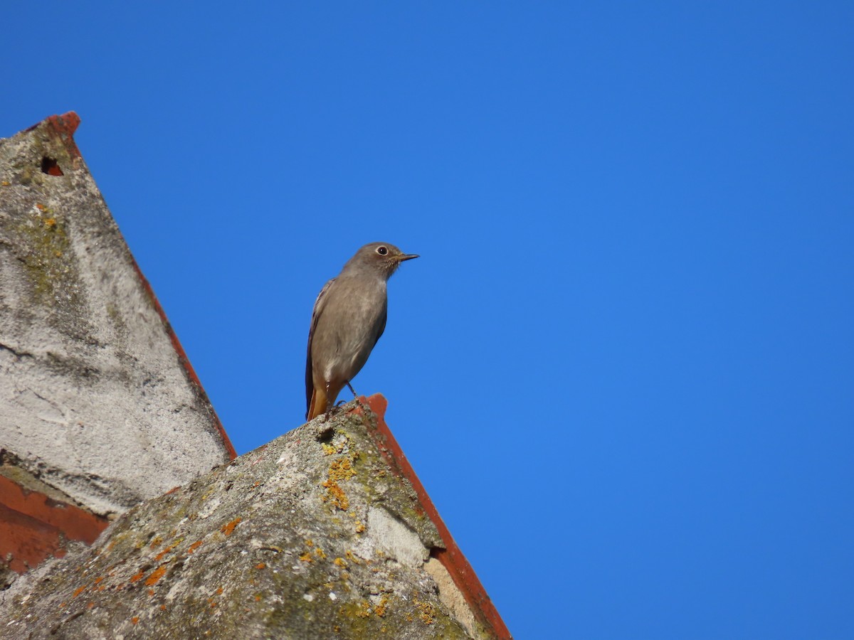 Black Redstart - ML643288826