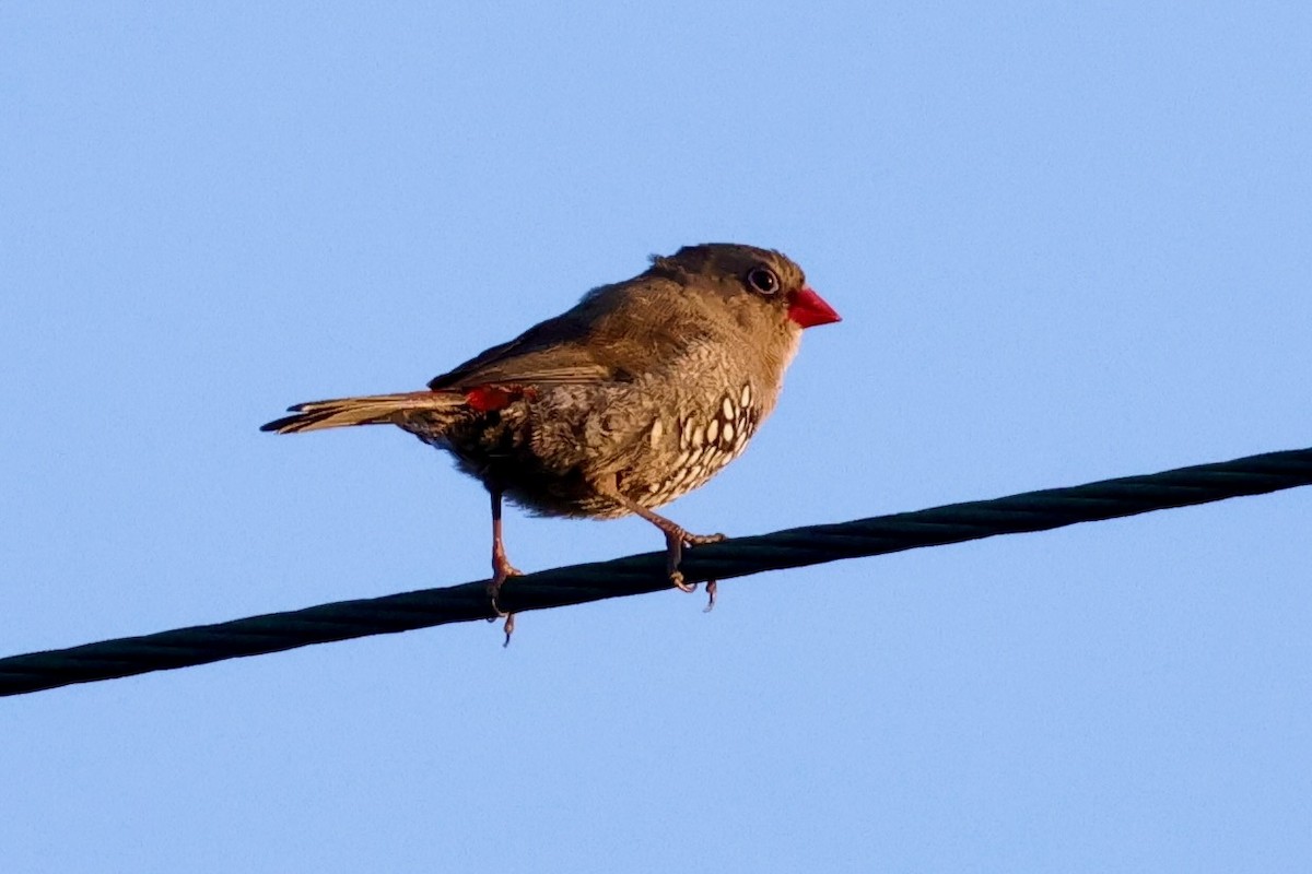 キョウジョスズメ - ML643288839