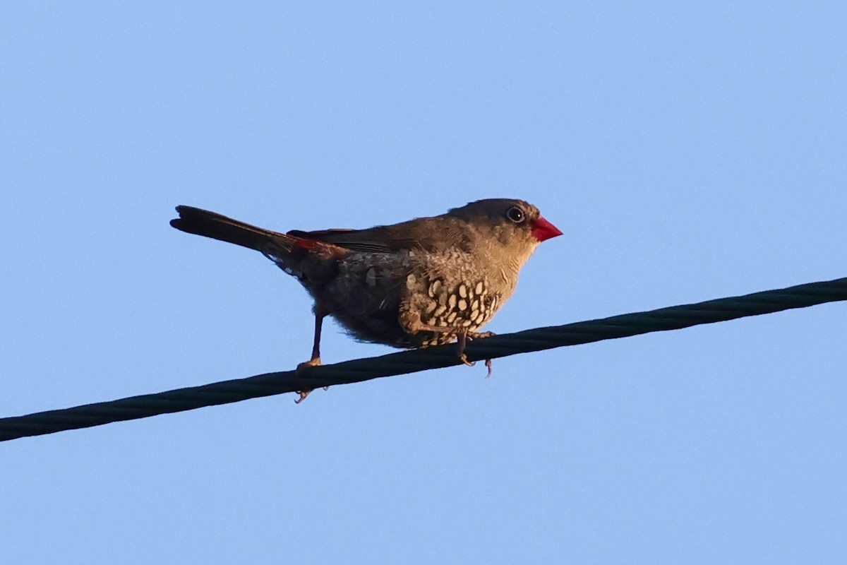 キョウジョスズメ - ML643288843