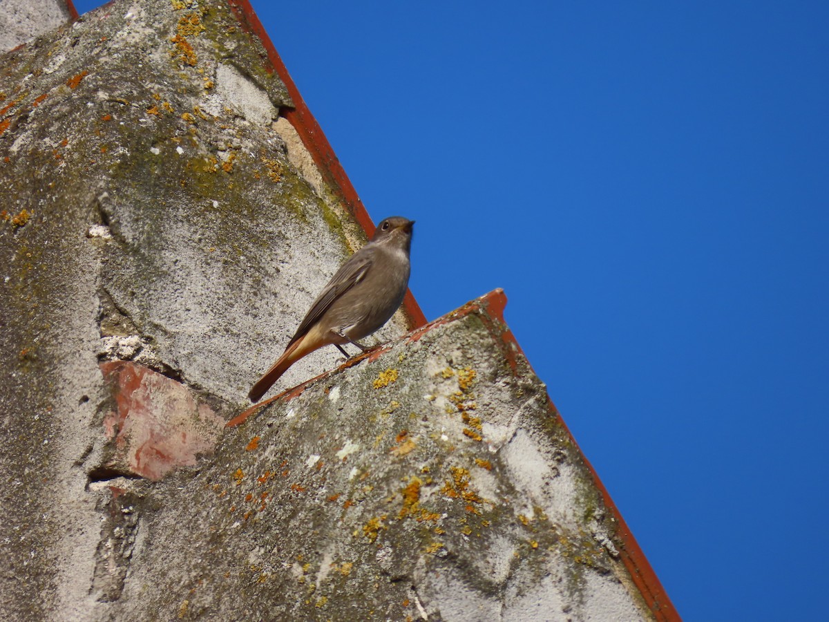 Black Redstart - ML643288847