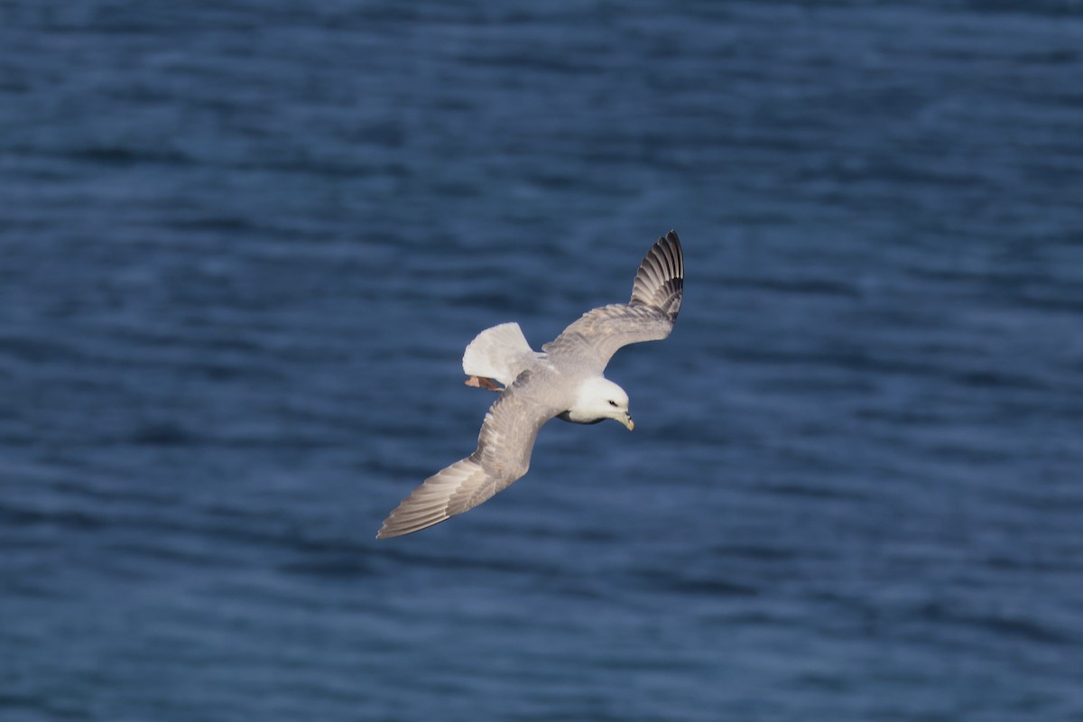 Northern Fulmar - ML643288849