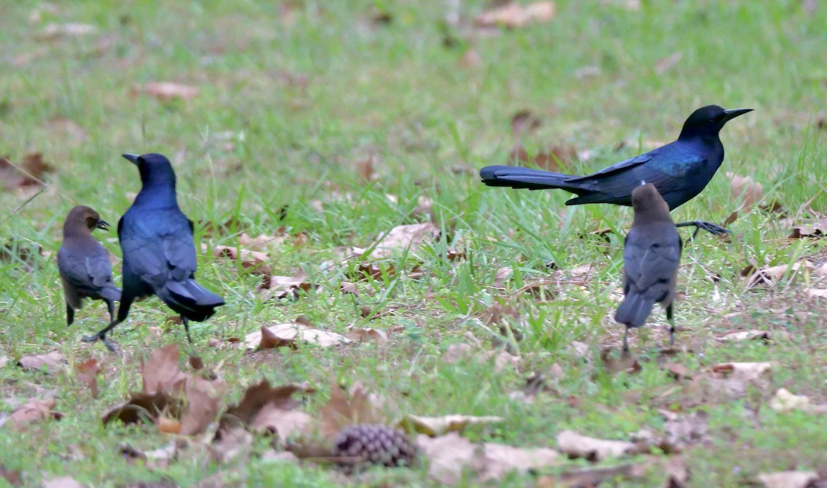 Boat-tailed Grackle - ML643288867