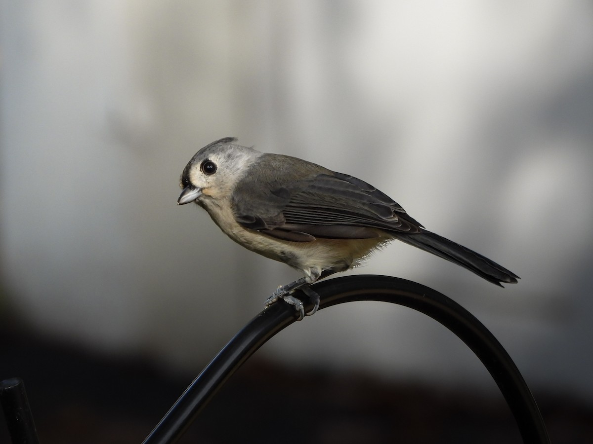 Tufted Titmouse - ML643288868