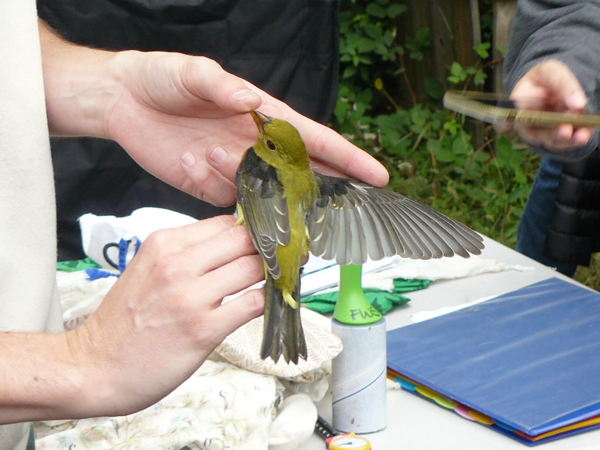 piranga šarlatová - ML643288877