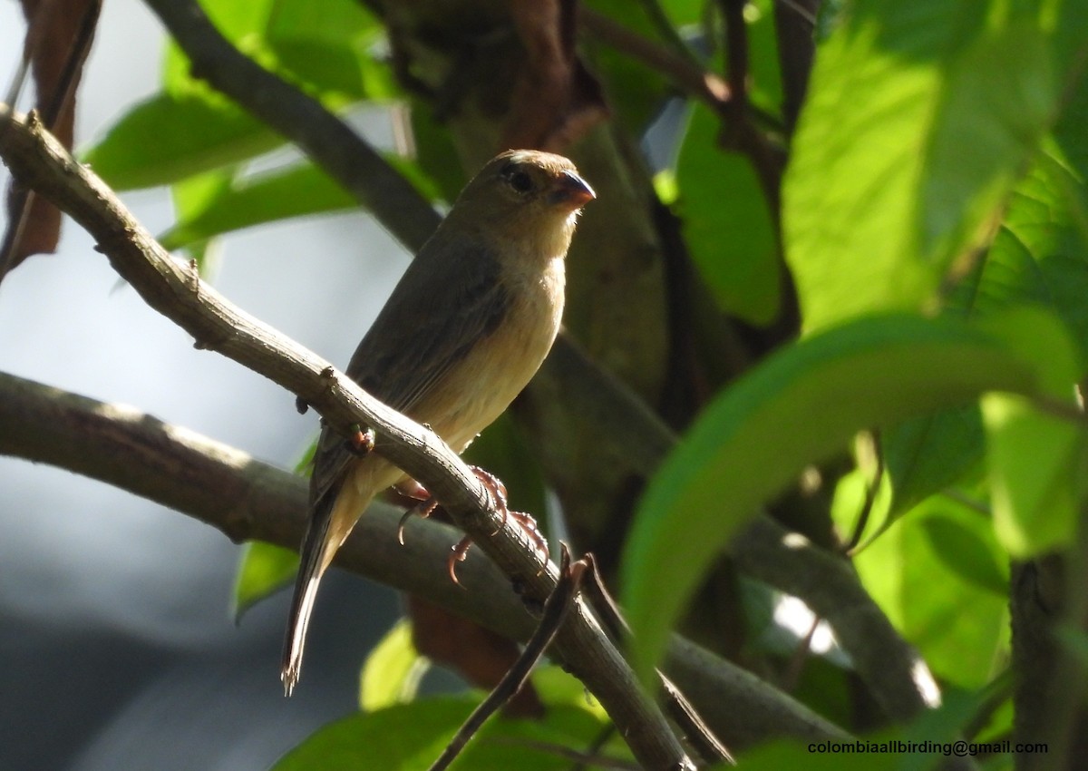 Lined Seedeater - ML643288891