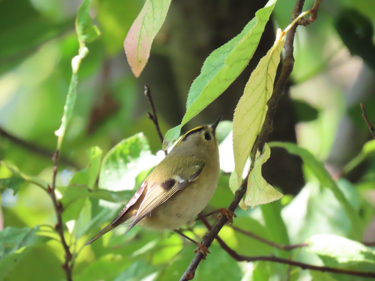 Goldcrest - ML643288906