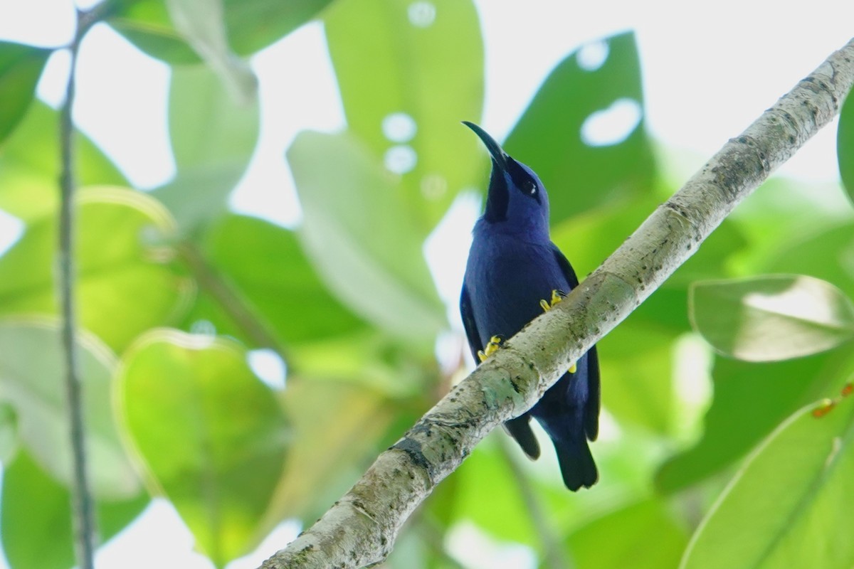 Purple Honeycreeper - ML643288911