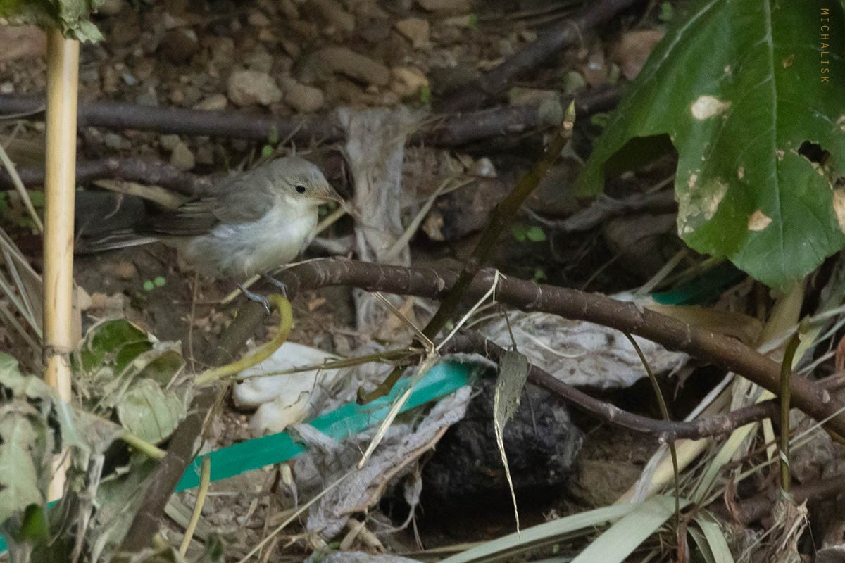 passerine sp. - ML643288917
