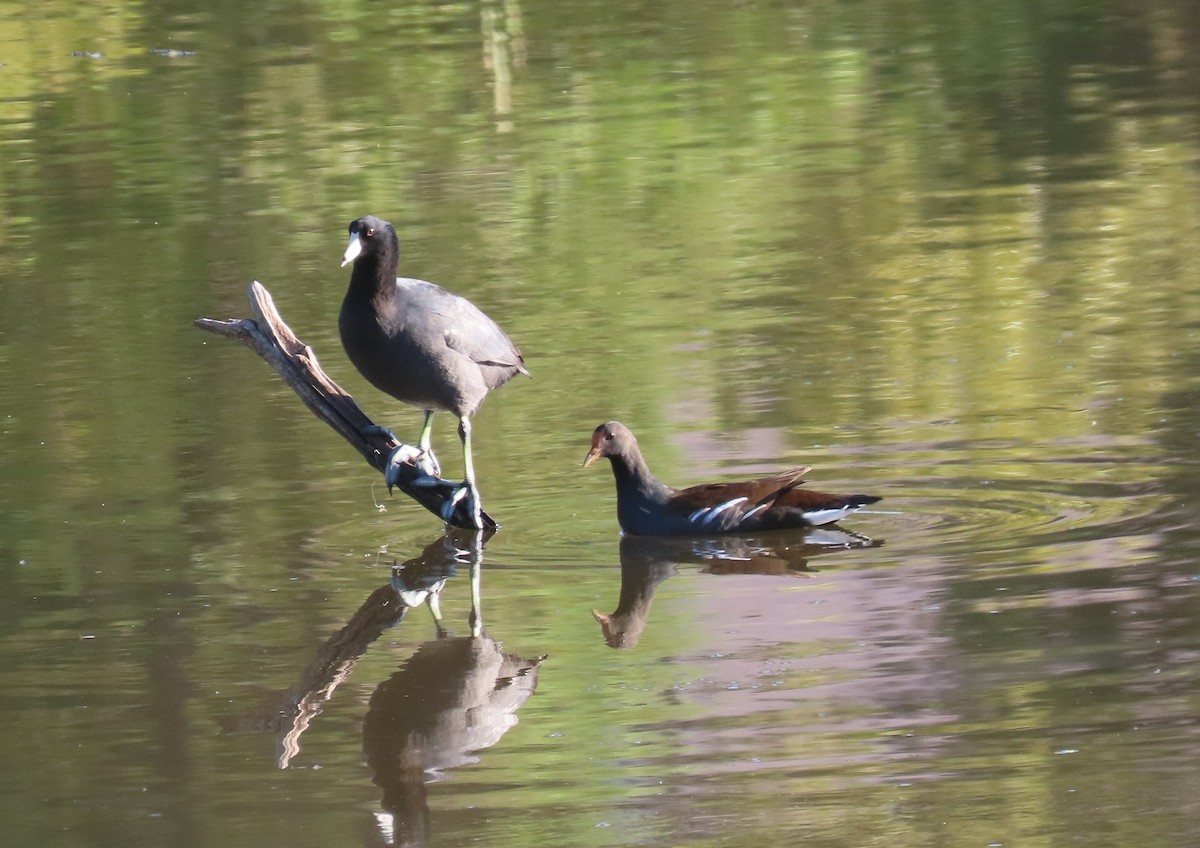 American Coot - ML643288921