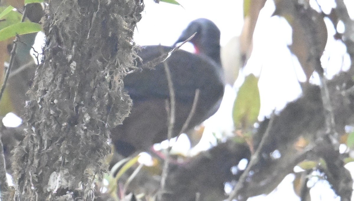 Andean Guan - ML643288926