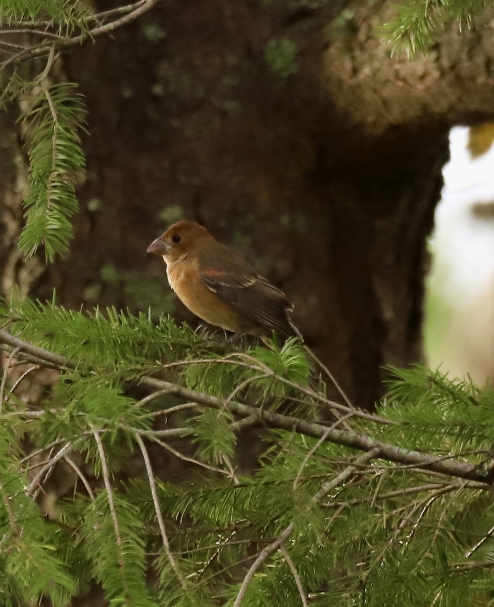 Blue Grosbeak - ML643288934