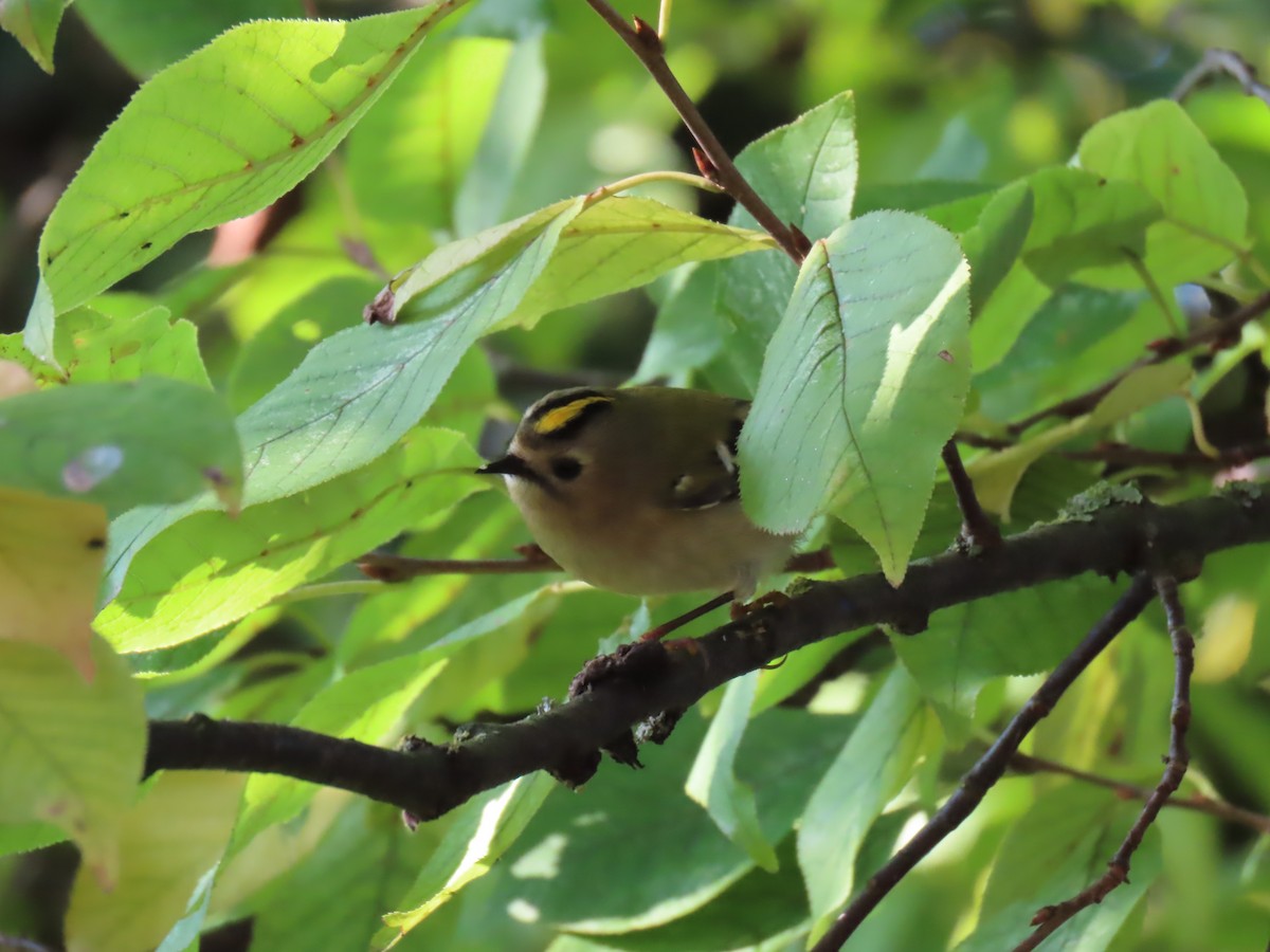 Goldcrest - ML643288946