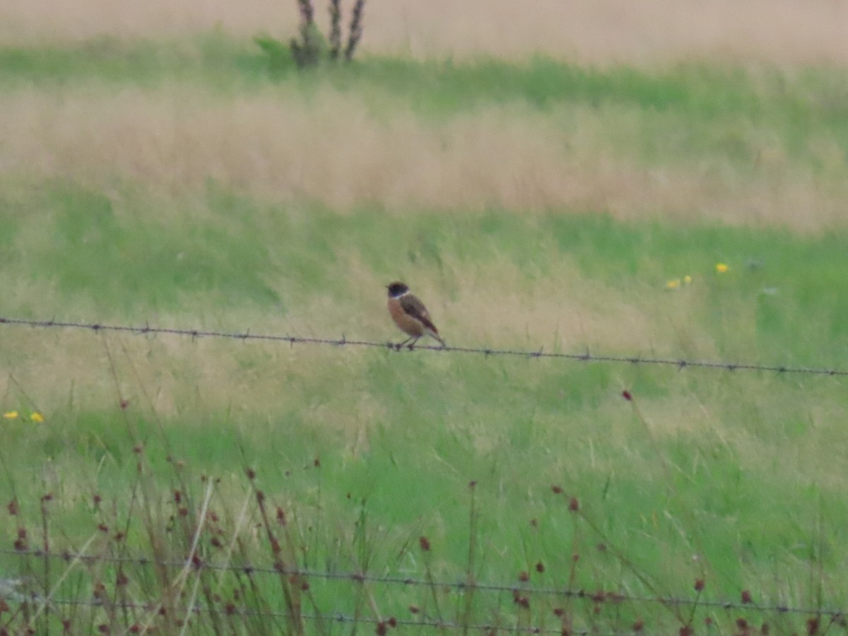 European Stonechat - ML643288948