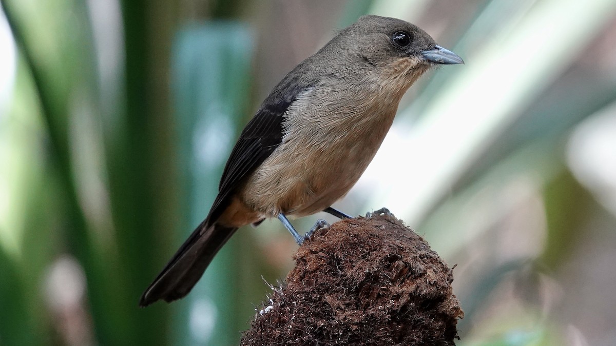 Black-goggled Tanager - ML643288961