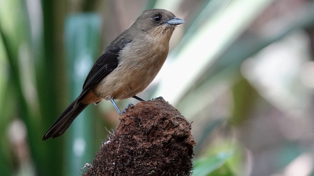 Black-goggled Tanager - ML643288962