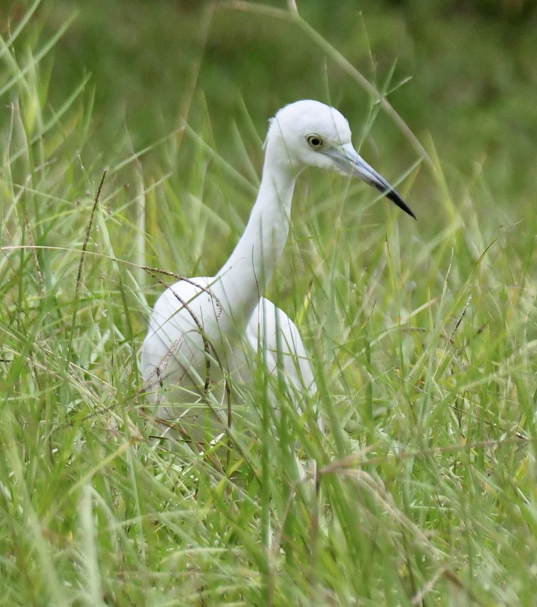 Little Blue Heron - ML643288963