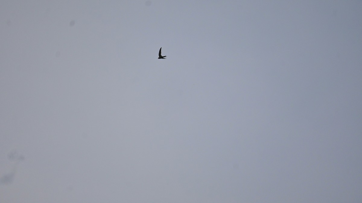 Pallid Swift - ML643288974