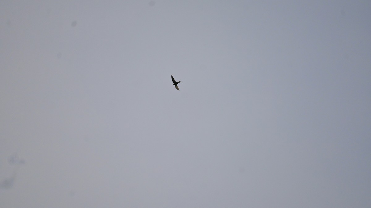 Pallid Swift - ML643288975