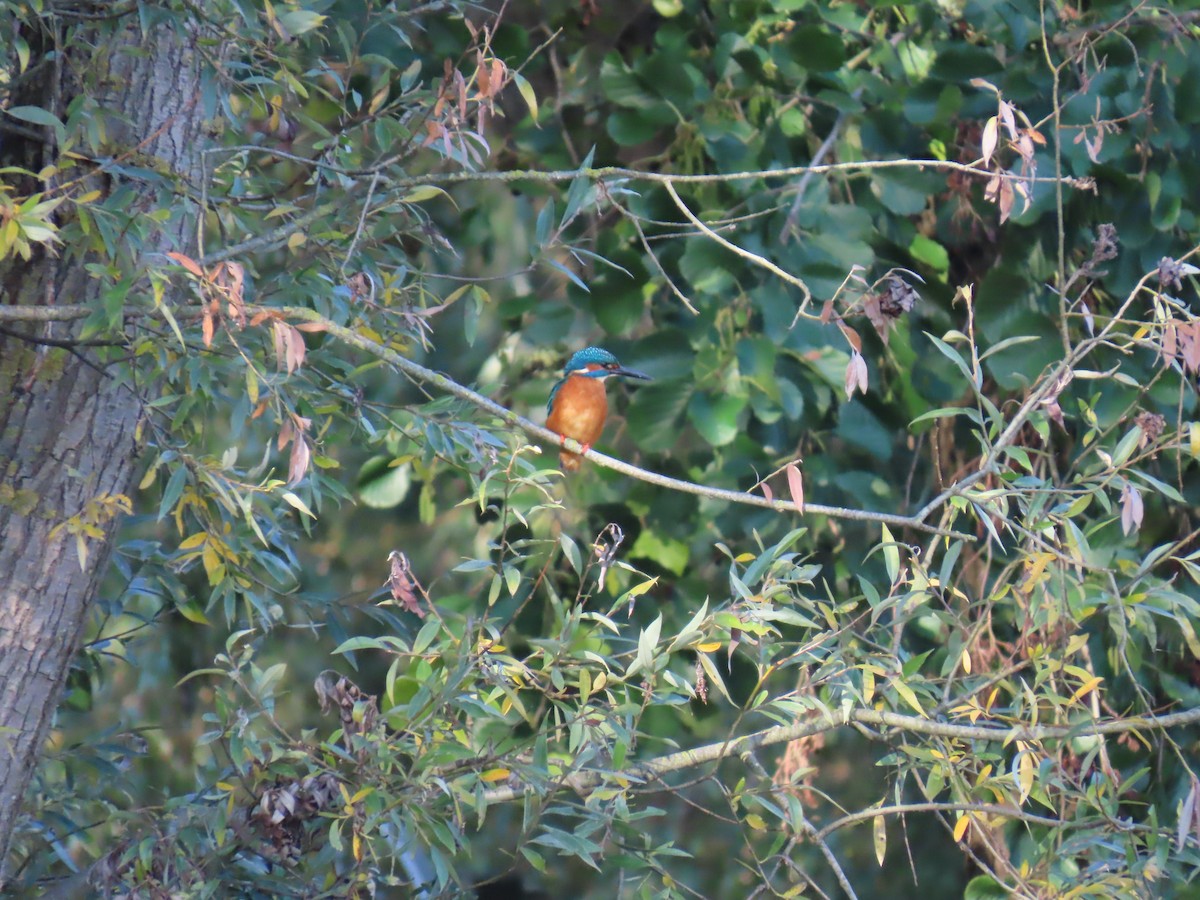 Common Kingfisher - ML643289002