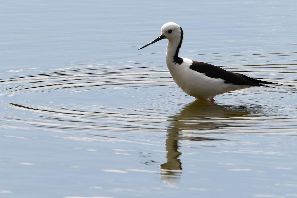 Pied Stilt - ML643289016