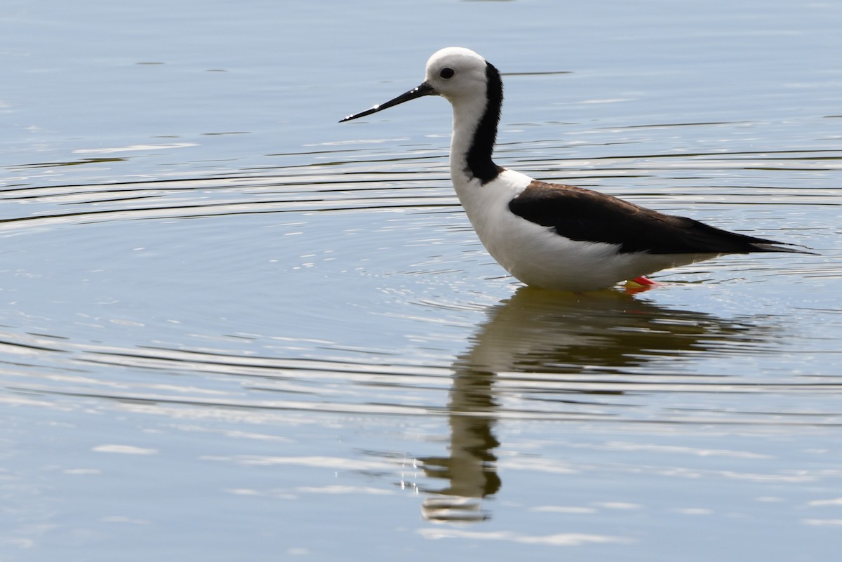 Pied Stilt - ML643289021