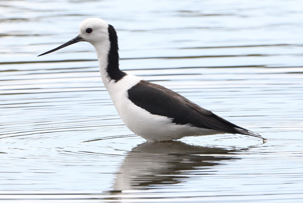 Pied Stilt - ML643289024