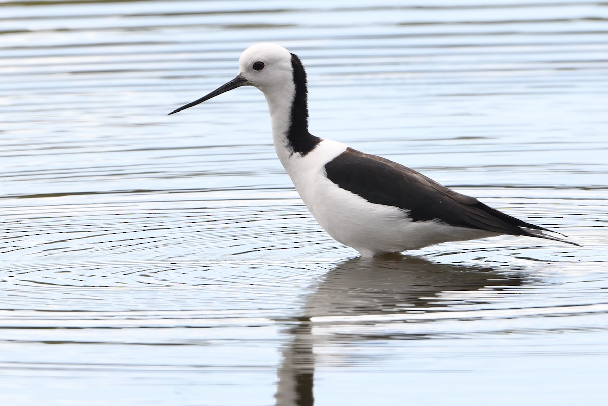 Pied Stilt - ML643289029