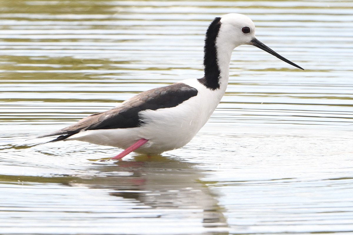 Pied Stilt - ML643289035
