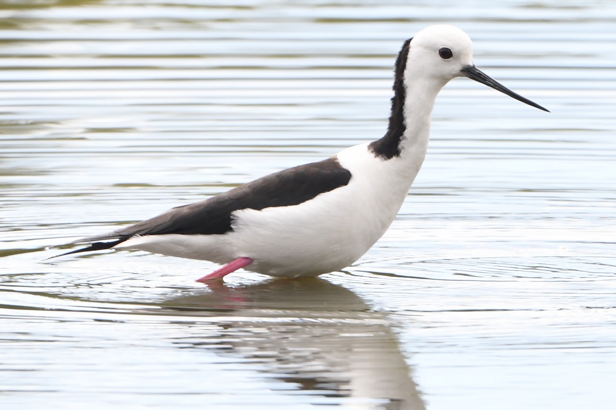 Pied Stilt - ML643289039