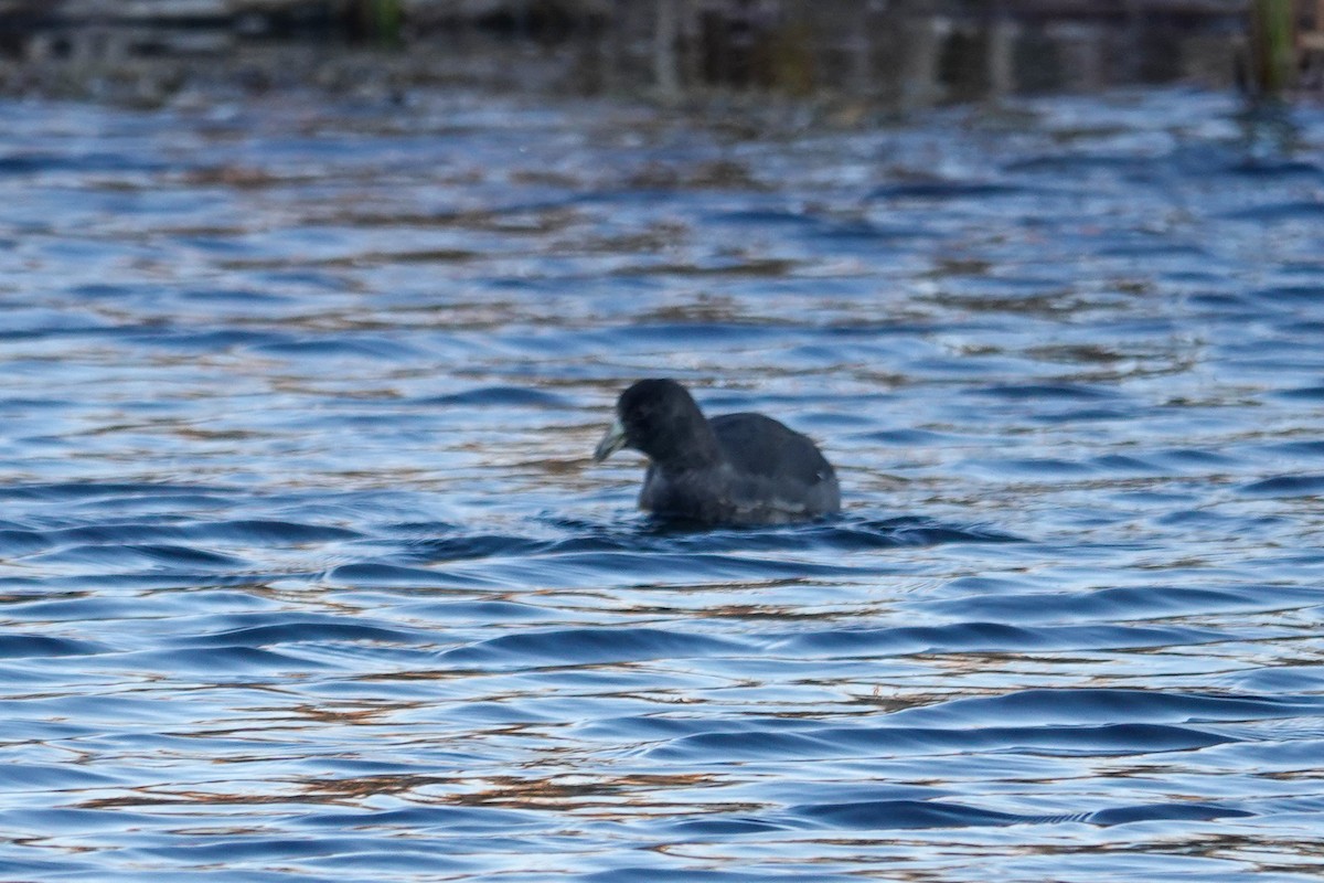 American Coot - ML643289042