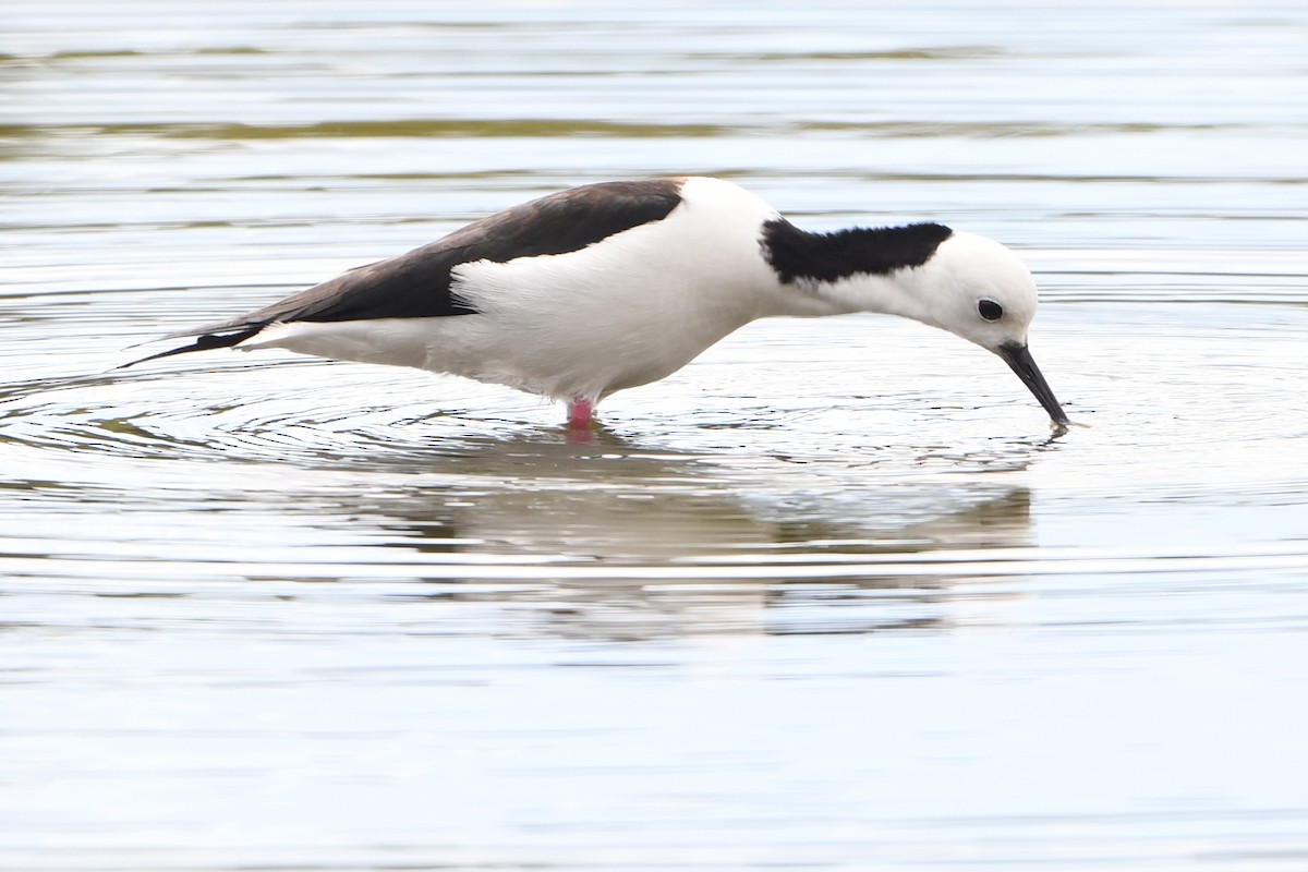 Pied Stilt - ML643289043