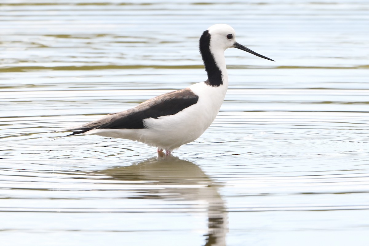 Pied Stilt - ML643289049