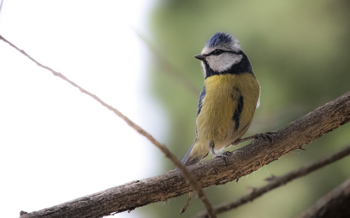 Mésange bleue - ML643289059