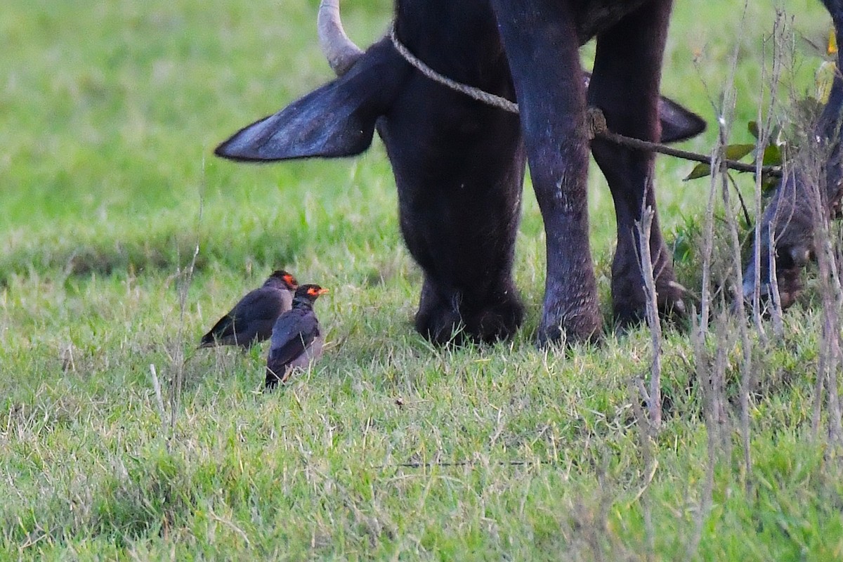 Bank Myna - ML643289082