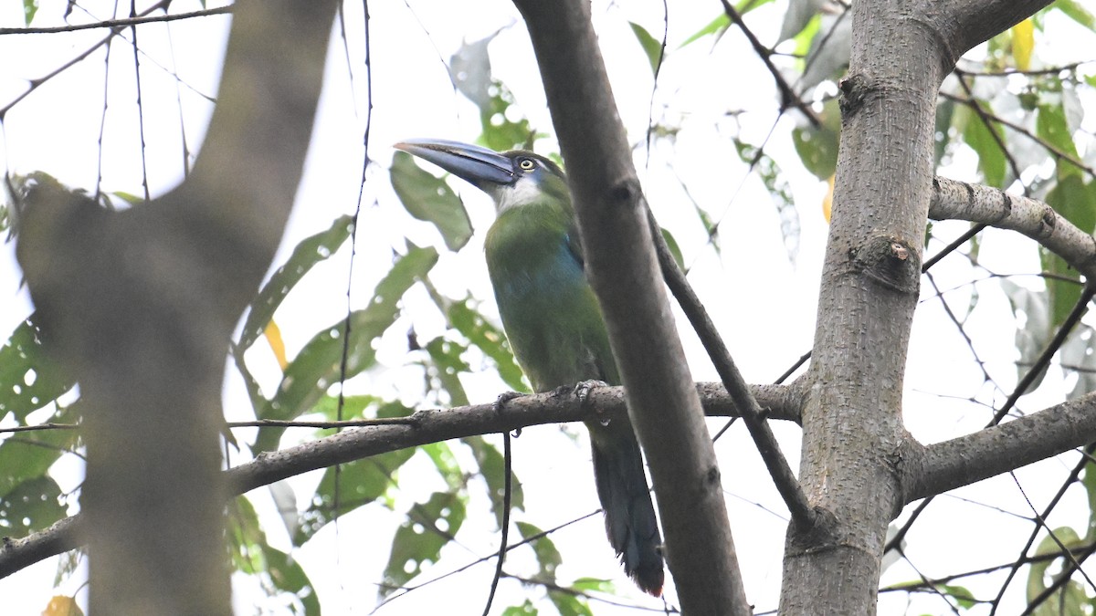 Blue-banded Toucanet - ML643289091