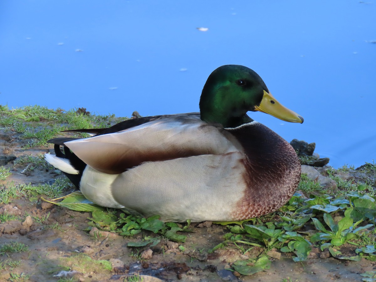 Mallard - ML643289095