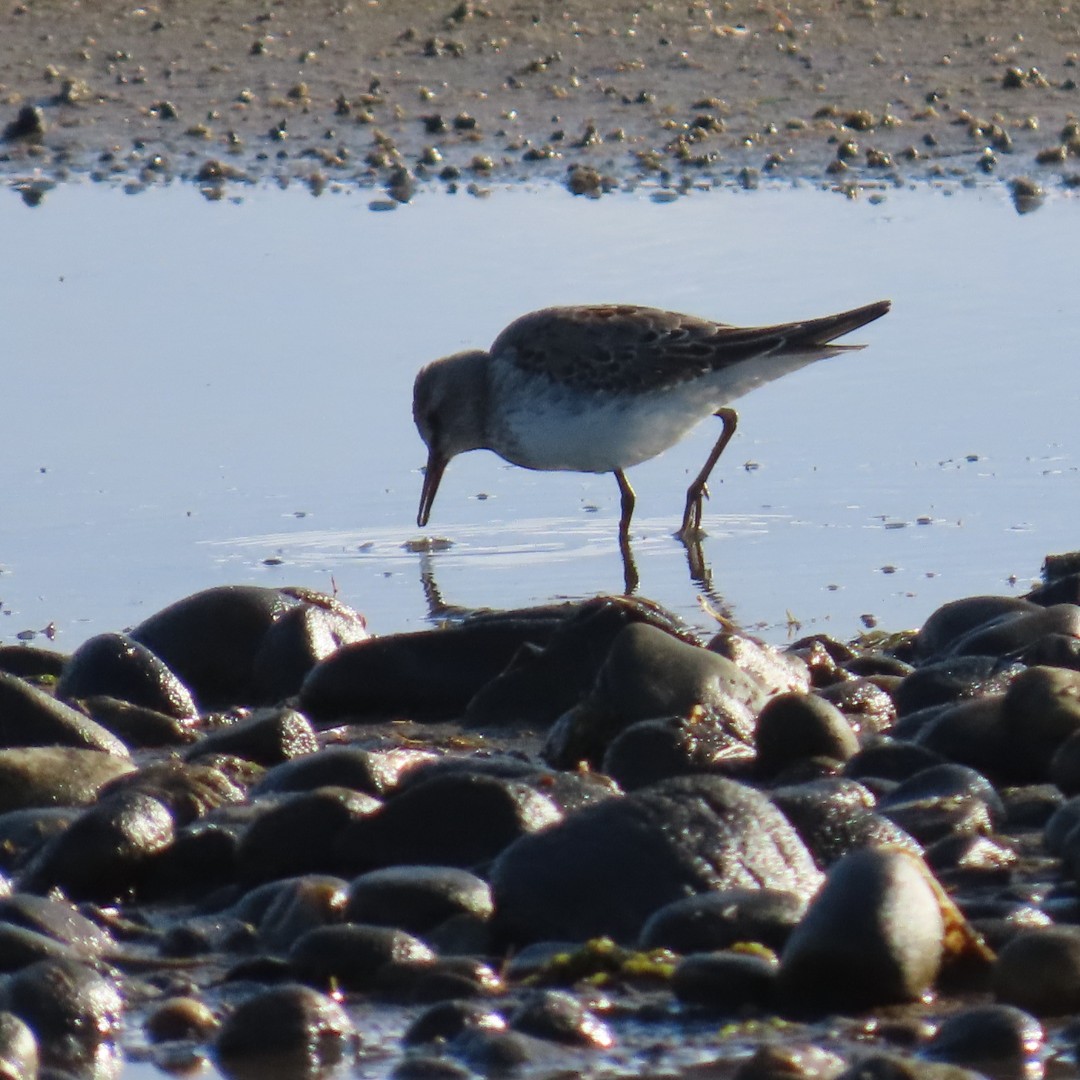 White-rumped Sandpiper - ML643289098