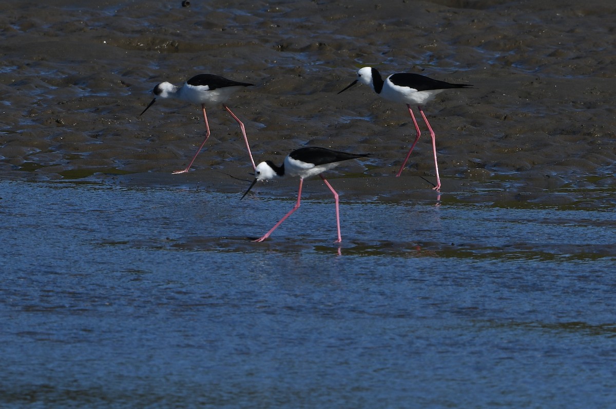 Pied Stilt - ML643289108