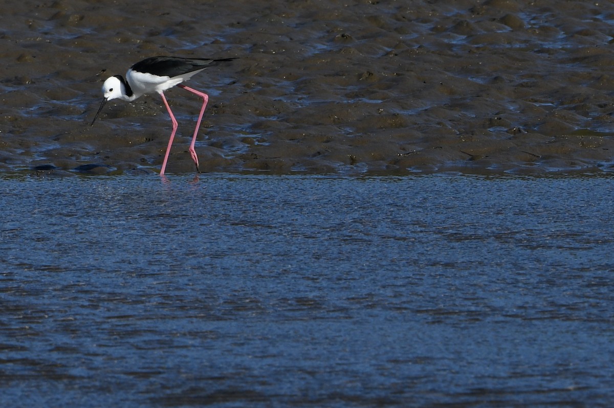 Pied Stilt - ML643289110