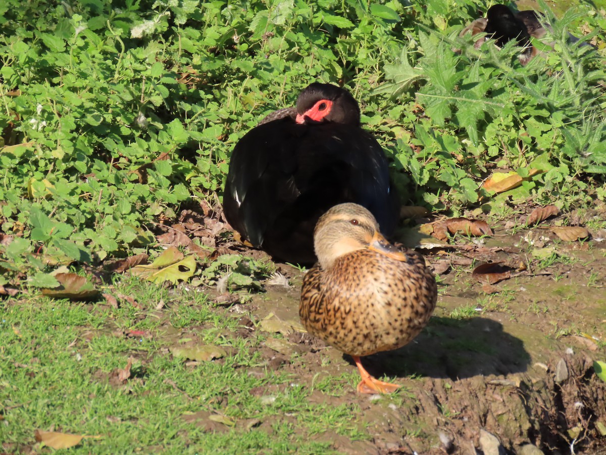 Canard musqué (forme domestique) - ML643289115