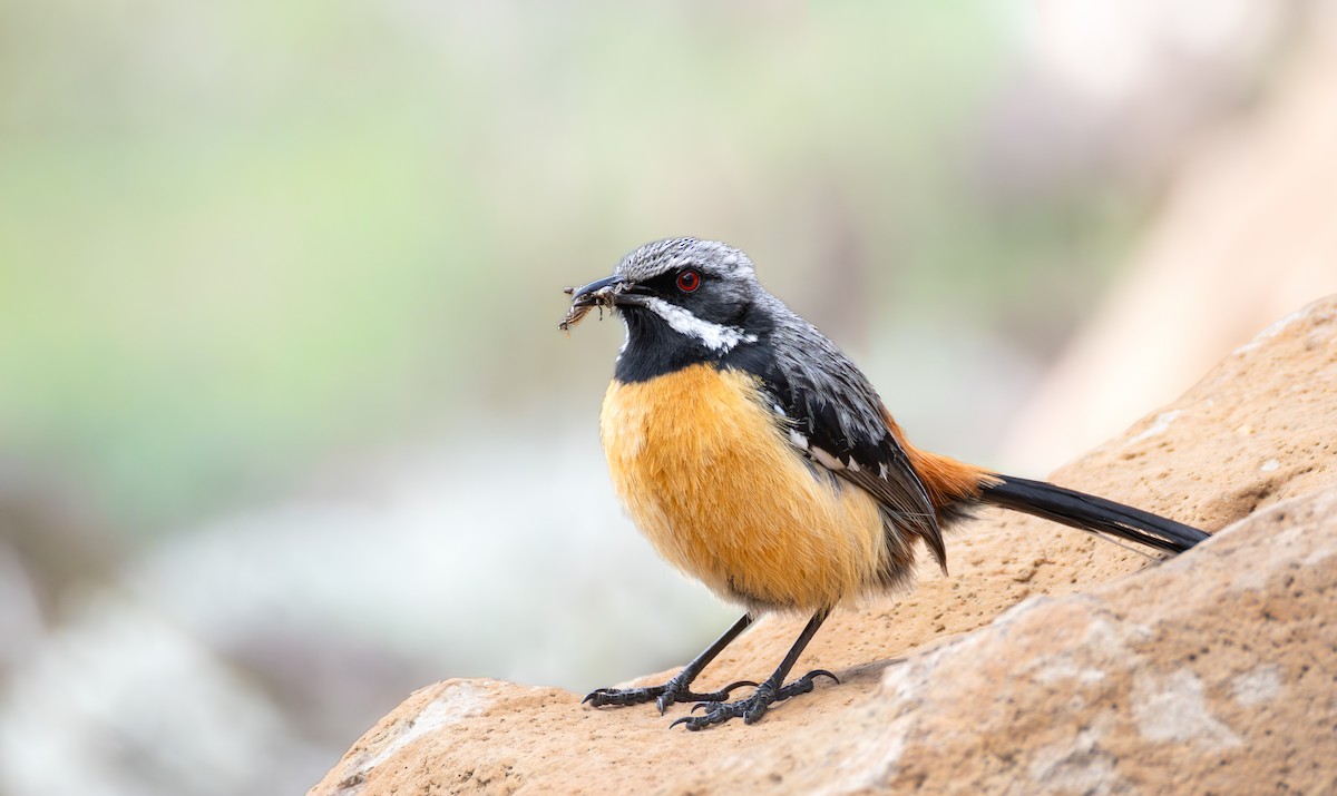Drakensberg Rockjumper - ML643289120