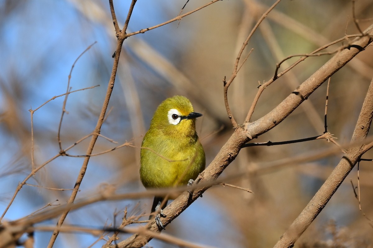 Kilimanjaro White-eye - ML643289125