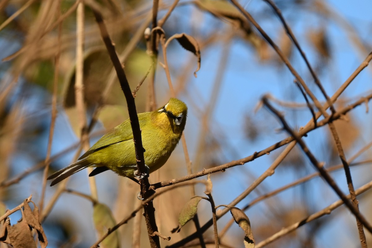 Kilimanjaro White-eye - ML643289126