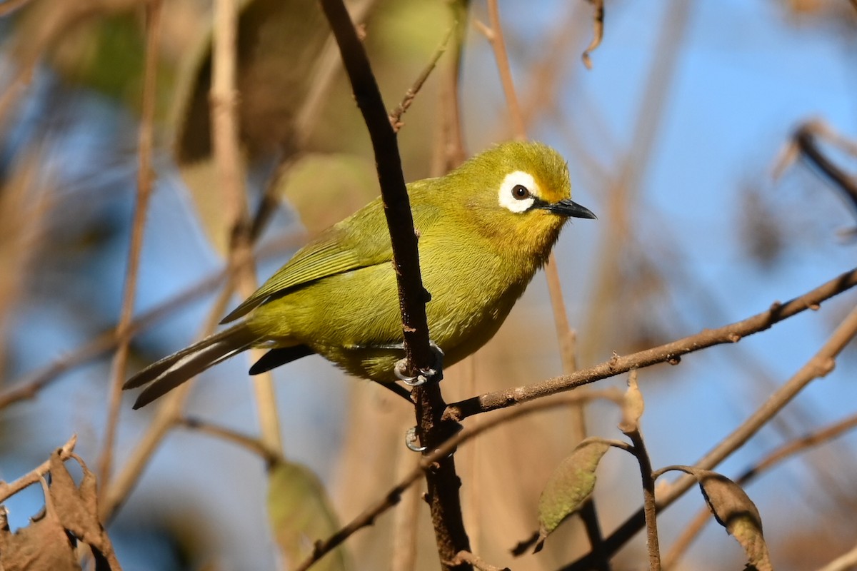 Kilimanjaro White-eye - ML643289127