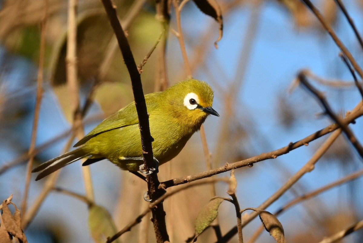 Kilimanjaro White-eye - ML643289128
