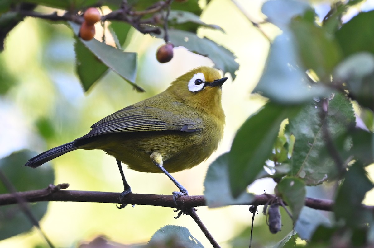 Kilimanjaro White-eye - ML643289129