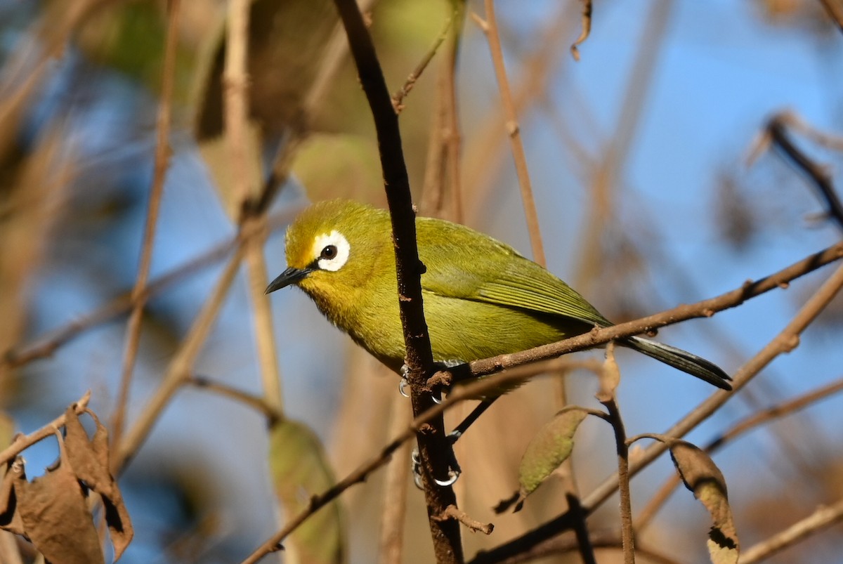 Kilimanjaro White-eye - ML643289130