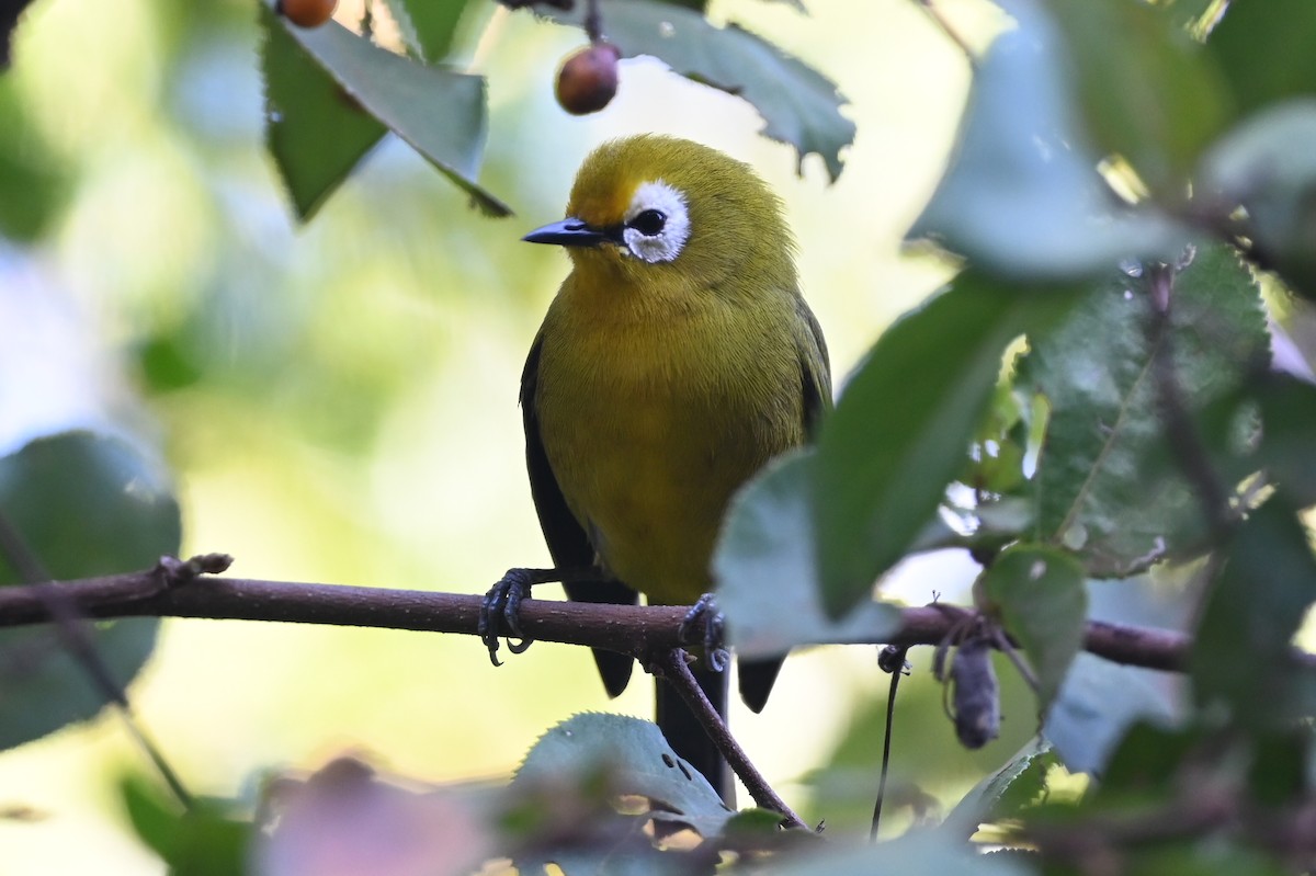 Kilimanjaro White-eye - ML643289131