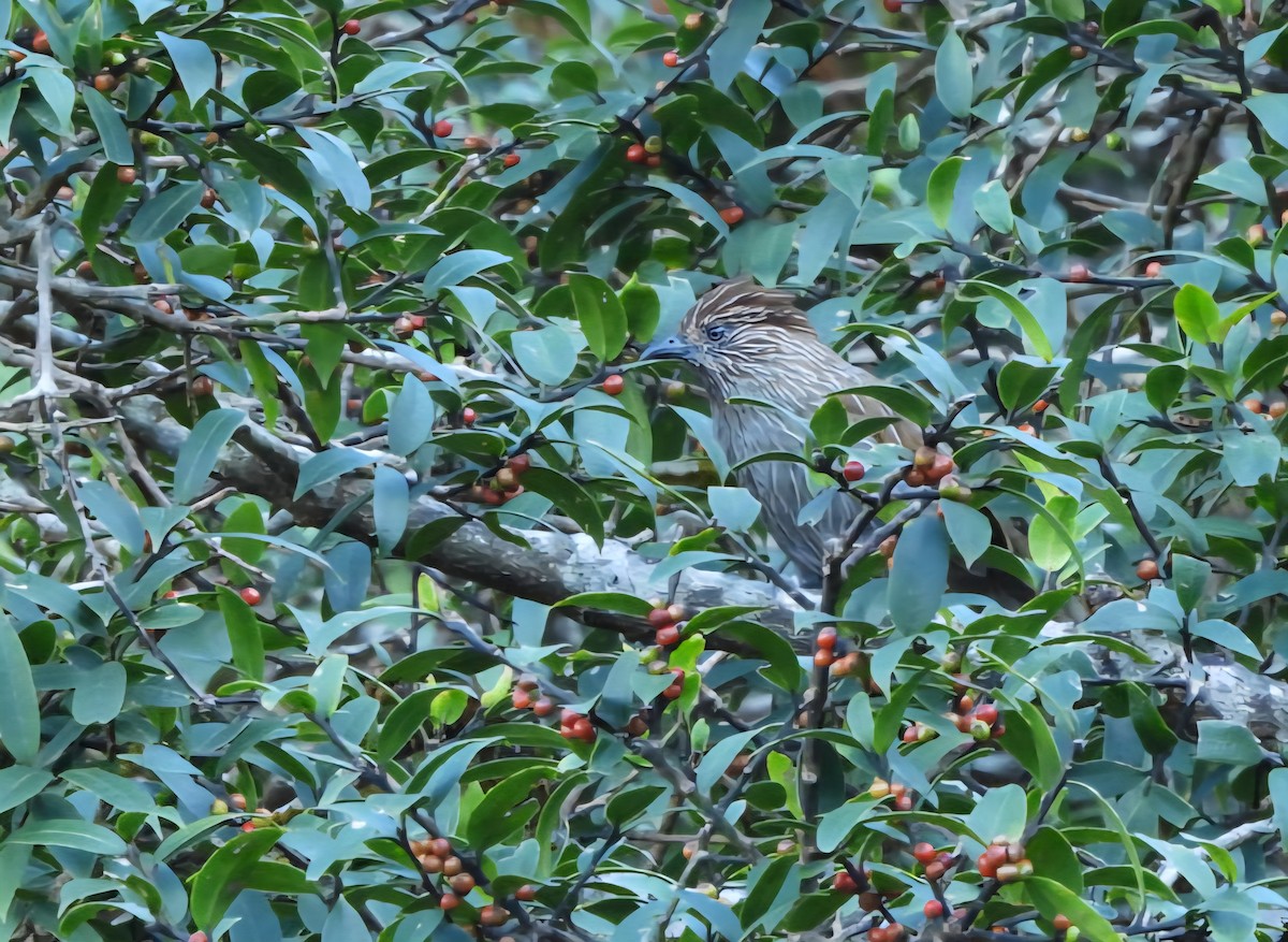 Striated Laughingthrush - ML643289139