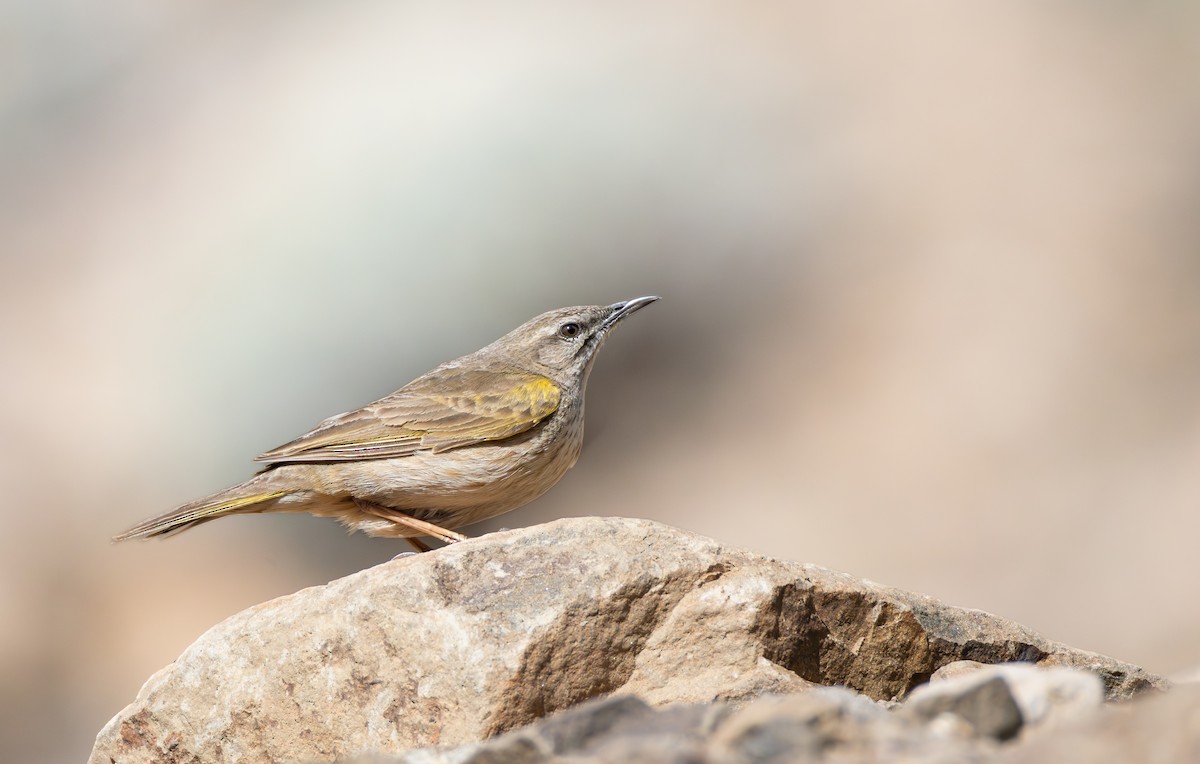 Yellow-tufted Pipit - ML643289157